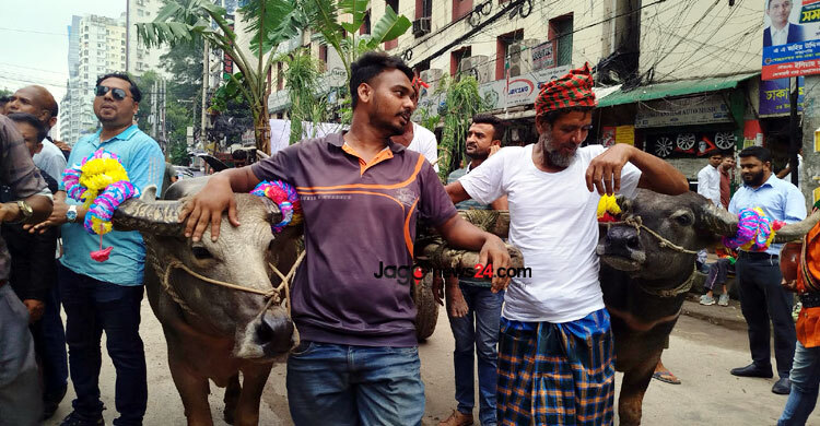 বিএনপির বিজয় র‍্যালিতে মহিষের গাড়িতে ধানের শীষ