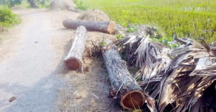 সড়কের সরকারি গাছ কেটে নিজের স’ মিলে নিলেন বিএনপি নেতা!