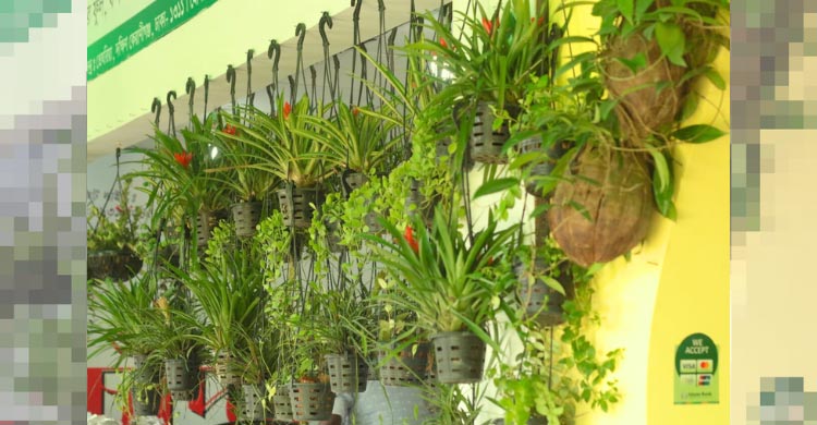 ঘরের সৌন্দর্য ও আভিজাত্য বাড়াবে যেসব অর্কিড