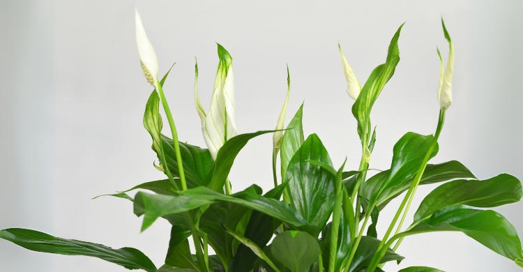 ইনডোরে শান্তির ছোঁয়া পিস লিলির পরিচর্যা