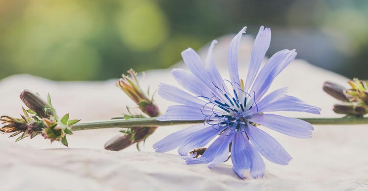 কফিতে অবিকল কফির স্বাদের শিকড়, এটি উপকারী না ক্ষতিকর