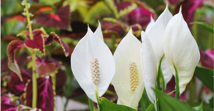 ইনডোরে শান্তির ছোঁয়া পিস লিলির পরিচর্যা