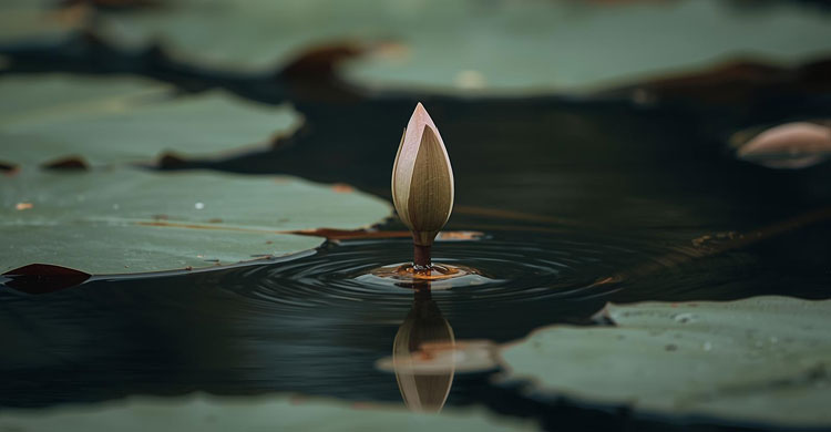 চায়ের সঙ্গী হোক শাপলা ডাটার বড়া