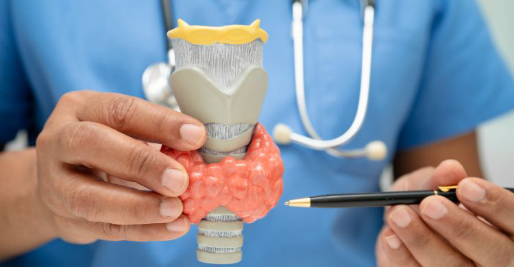 আপনার শরীরের গতি বদলে দিতে পারে থাইরয়েড হরমোনের ভারসাম্য