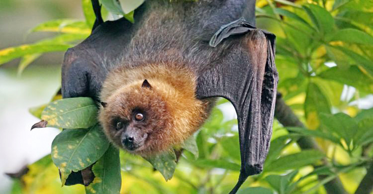 নিপাহ ভাইরাসে বছরের প্রথম মৃত্যু, সতর্ক থাকবেন যেভাবে