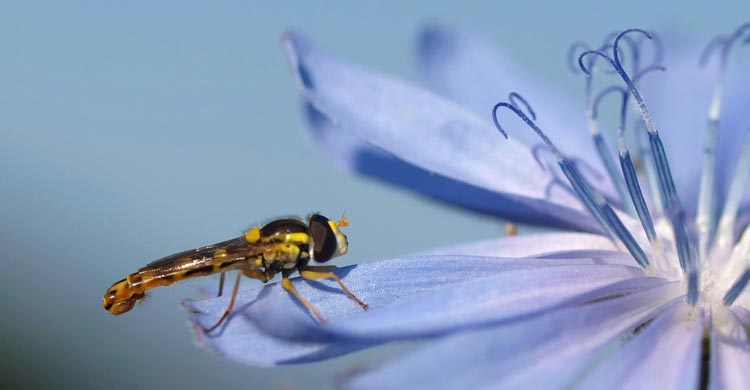 কফিতে অবিকল কফির স্বাদের শিকড়, এটি উপকারী না ক্ষতিকর