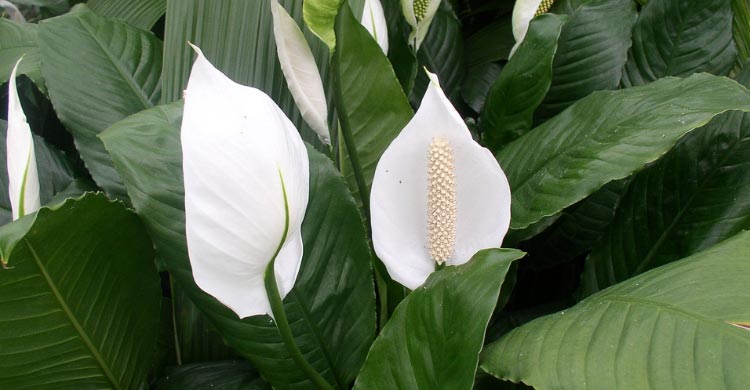 ইনডোরে শান্তির ছোঁয়া পিস লিলির পরিচর্যা