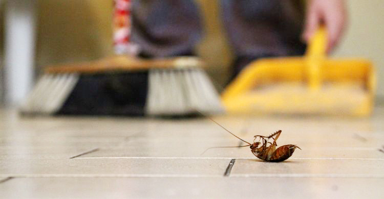 শীতে কি আসলেই ঘরে তেলাপোকার উপদ্রব বাড়ে