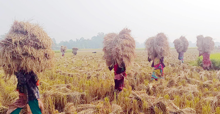 আমন ঘরে তুলছেন কৃষকরা