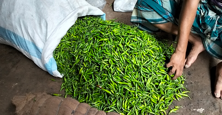 বগুড়ায় অর্ধেকে নেমেছে কাঁচামরিচের দাম