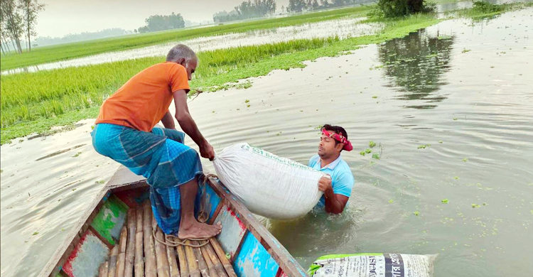 পানিতে ডুবছে কৃষকের স্বপ্ন
