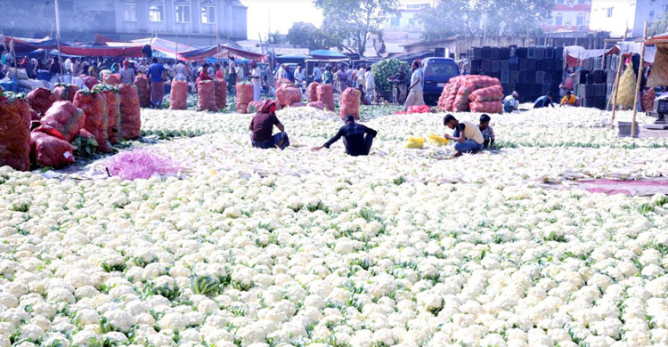 হরতাল-অবরোধে মাঠে কৃষকের কান্না
