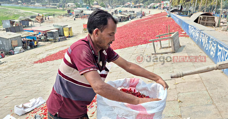 বগুড়ার চরে ‘লাল সোনা’ বিপ্লব