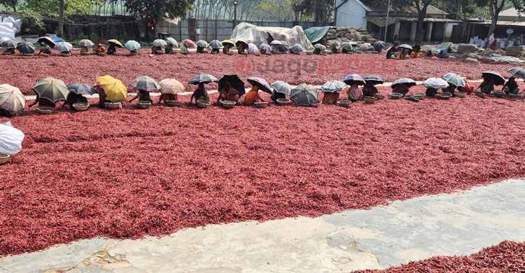 বগুড়ার চরে ‘লাল সোনা’ বিপ্লব