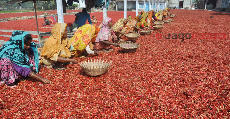 বগুড়ার চরে ‘লাল সোনা’ বিপ্লব