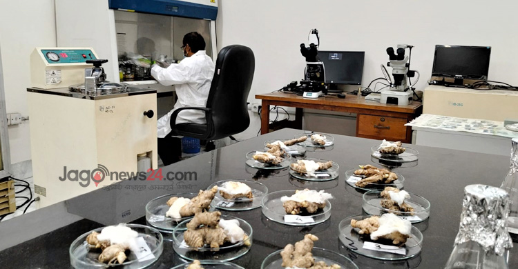 মসলা চাষে প্রযুক্তির ছোঁয়া, বদলে যাচ্ছে কৃষির চিত্র