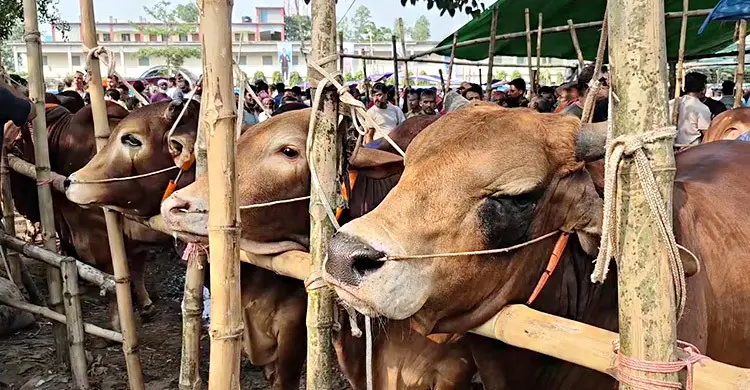 হাটভরা গরু থাকলেও নেই ক্রেতা