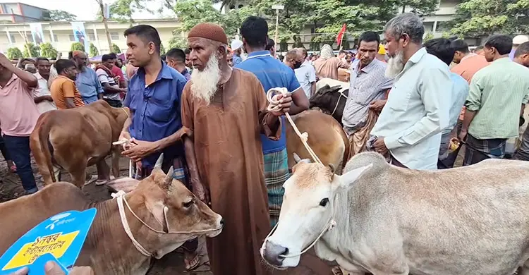 হাটভরা গরু থাকলেও নেই ক্রেতা