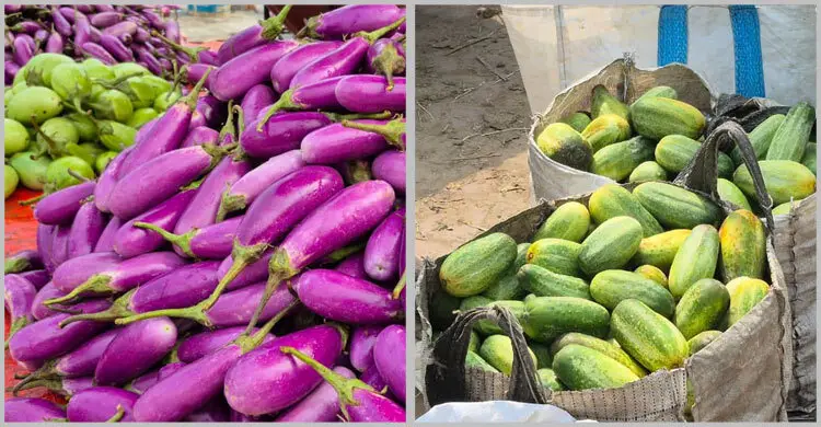 বগুড়ায় ৩০ টাকার লাউ ১৫, ৫০ টাকার বেগুন ২০