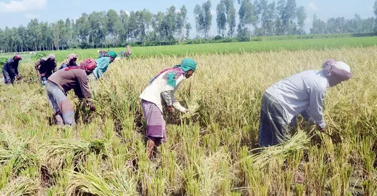বগুড়ায় এক মণ ধানের দামেও মিলছে না একজন শ্রমিক