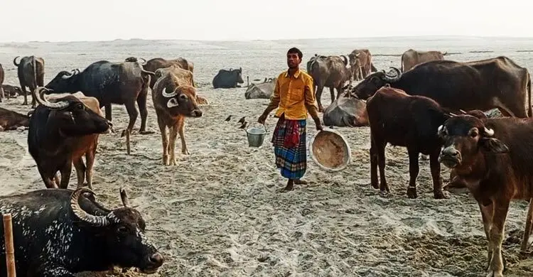 বর্ষা এলেই বুক ধড়ফড় করে চরাঞ্চলের খামারিদের