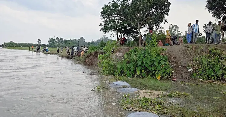 ধুনটে যমুনা নদীর পানি বৃদ্ধি, ভাঙছে বসতভিটা-ফসলি জমি
