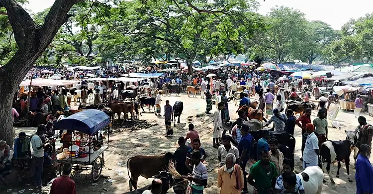 বগুড়ার পশুর হাটে বিএনপি সিন্ডিকেটের দাপট