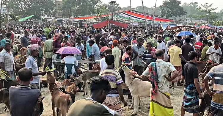 হাটভরা গরু থাকলেও নেই ক্রেতা