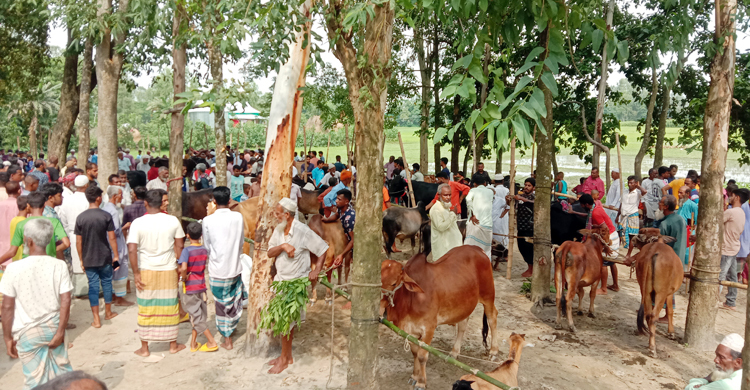 জমে উঠলেও বেচাকেনা নেই কোরবানির পশুরহাটে