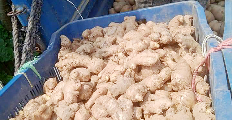 সপ্তাহের ব্যবধানে কেজিতে আদার দাম বেড়েছে ১৫০ টাকা