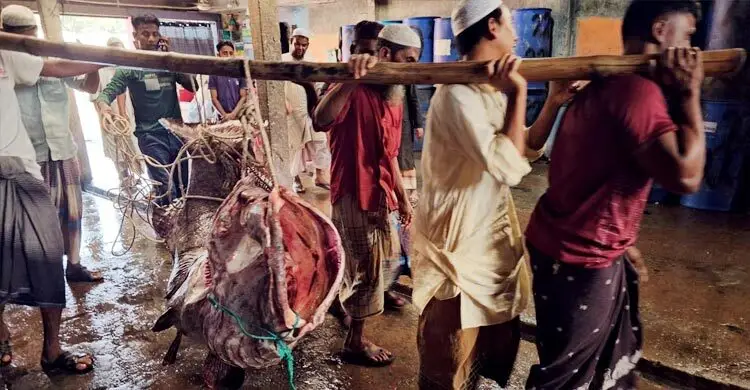 ২০০ কেজির বোল মাছ বিক্রি আড়াই লাখে