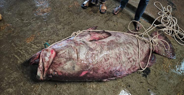 ২০০ কেজির বোল মাছ বিক্রি আড়াই লাখে