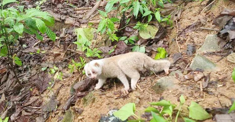 কাপ্তাই জাতীয় উদ্যানে লজ্জাবতী বানর অবমুক্ত 