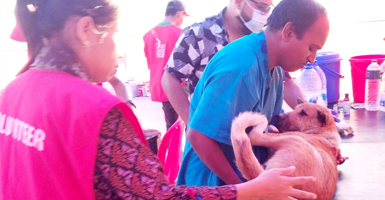 ২০০ কুকুর বন্ধ্যা করা হচ্ছে সেন্টমার্টিনে