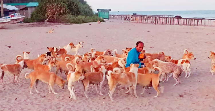 ২০০ কুকুর বন্ধ্যা করা হচ্ছে সেন্টমার্টিনে
