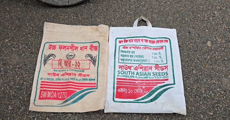 চারা গাছেই শীষ, ধান না পেয়ে দিশাহারা শতাধিক কৃষক