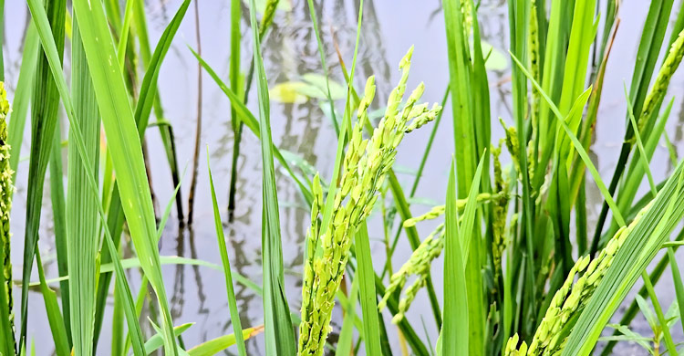 চারা গাছেই শীষ, ধান না পেয়ে দিশাহারা শতাধিক কৃষক