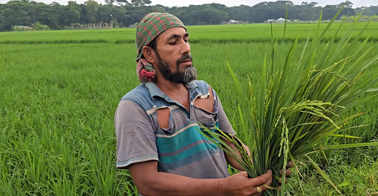 চারা গাছেই শীষ, ধান না পেয়ে দিশাহারা শতাধিক কৃষক