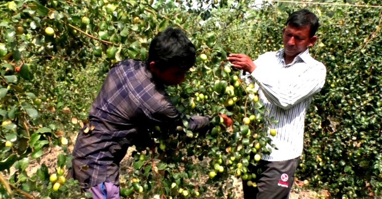 চাকরির পেছনে না ছুটে বরই চাষে সফল দুই ভাই