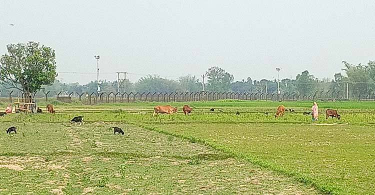 Bangladeshi killed by BSF on Lalmonirhat border