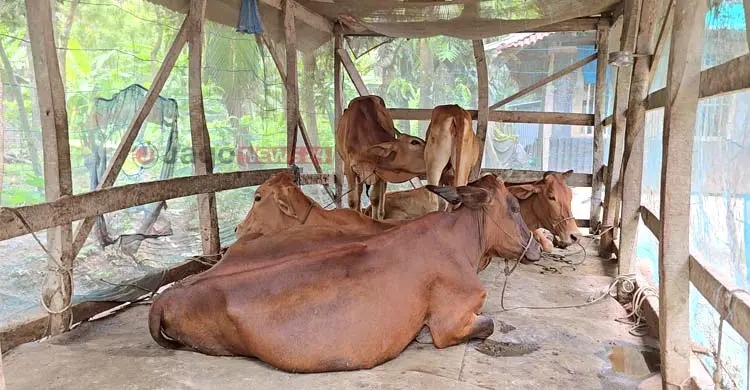নেই ভ্যাকসিন, গ্রামে গ্রামে ছড়িয়ে পড়ছে গরুর লাম্পি স্কিন-ক্ষুরা রোগ