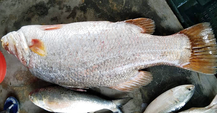 এক কোরাল বিক্রি হলো সাড়ে ১৫ হাজার টাকায়