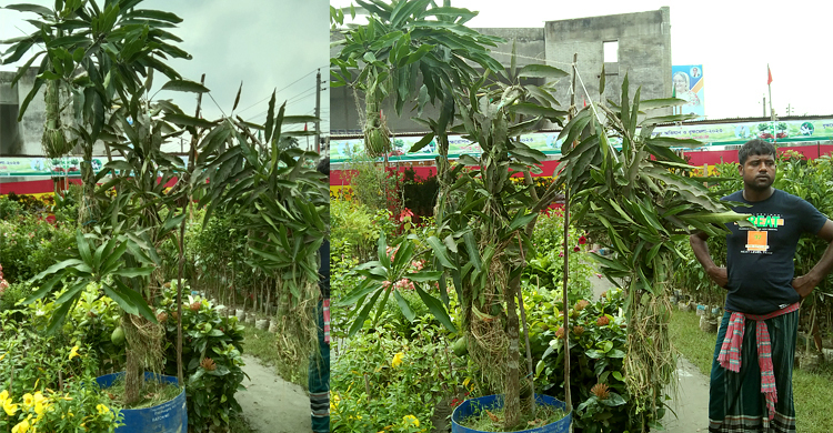 মেলায় এক আম গাছের দাম ৩০ হাজার