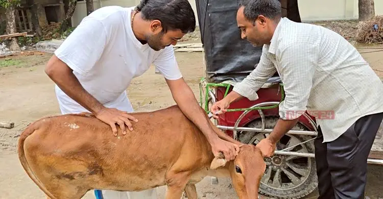 নেই ভ্যাকসিন, গ্রামে গ্রামে ছড়িয়ে পড়ছে গরুর লাম্পি স্কিন-ক্ষুরা রোগ