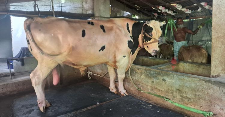 ৩০ মণের ‘ফণী-২’ প্রতিদিন খাবার খায় ৭০ কেজি, দাম ১৫ লাখ