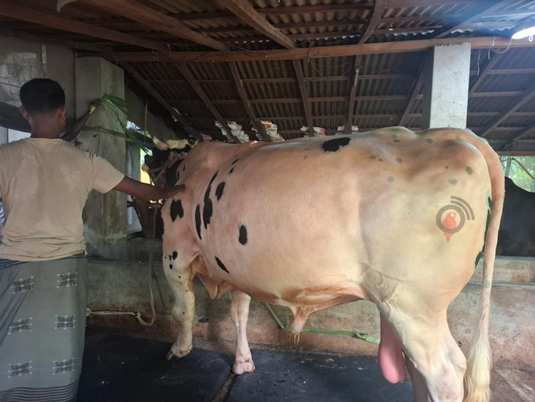 ৩০ মণের ‘ফণী-২’ প্রতিদিন খাবার খায় ৭০ কেজি, দাম ১৫ লাখ