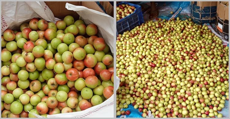 শার্শায় বাড়ছে কুল চাষ, কৃষি অর্থনীতিতে নতুন সম্ভাবনা