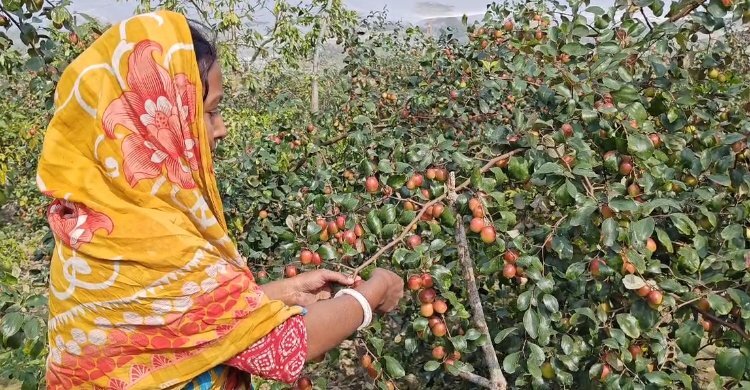 কম খরচে বেশি লাভ, বরই উৎপাদনে আগ্রহী কৃষকেরা