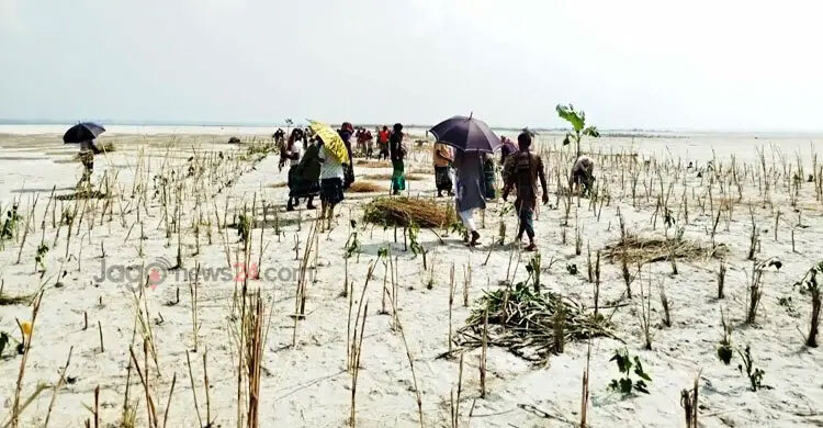 Locals turn roots into resilience to tame the Brahmaputra