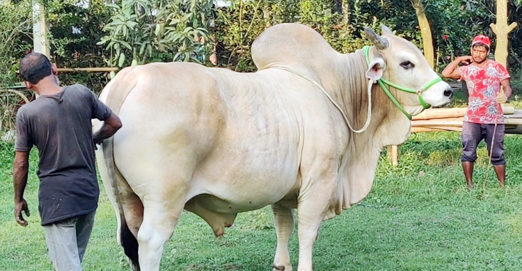 শখের ‘বাদশাহ’ বিক্রি হলো সাড়ে ৯ লাখ টাকায়